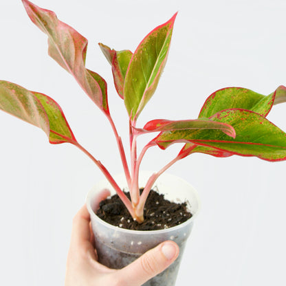 Aglaonema Crete Flame