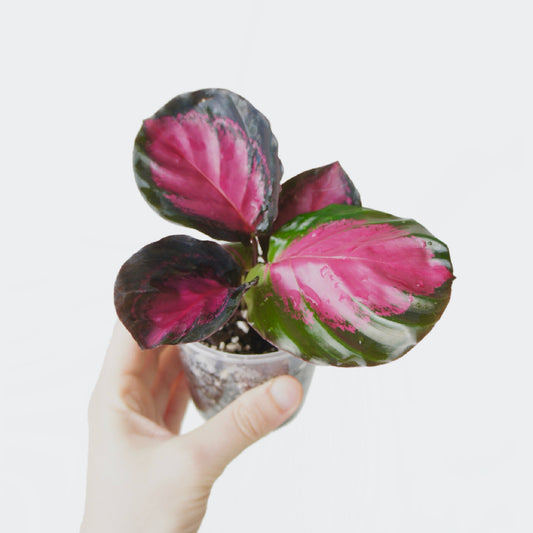 Calathea Roseopicta Rosy