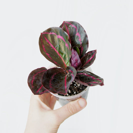 Calathea Roseopicta Dottie