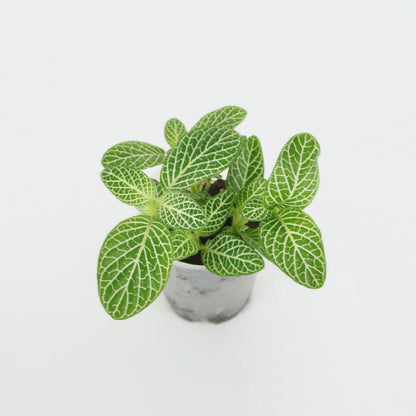 Fittonia Verschaffeltii