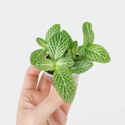 Fittonia Verschaffeltii