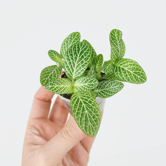 Fittonia Verschaffeltii