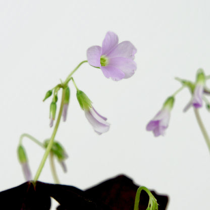 Oxalis Triangularis Pourpre