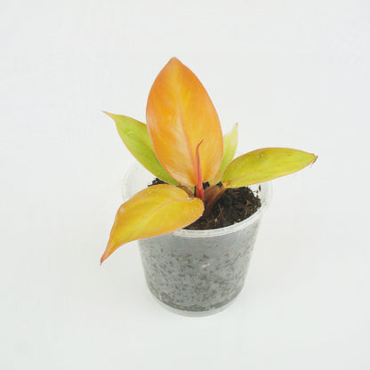 Philodendron Prince of Orange