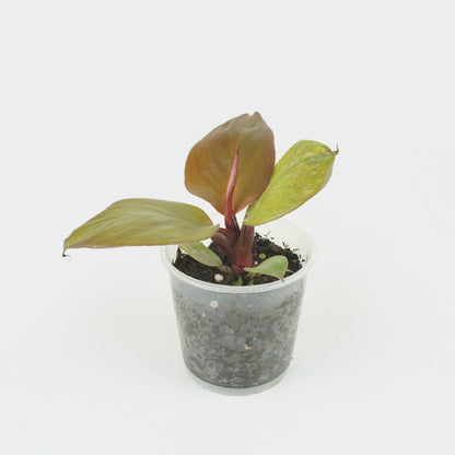 Philodendron Red Sun