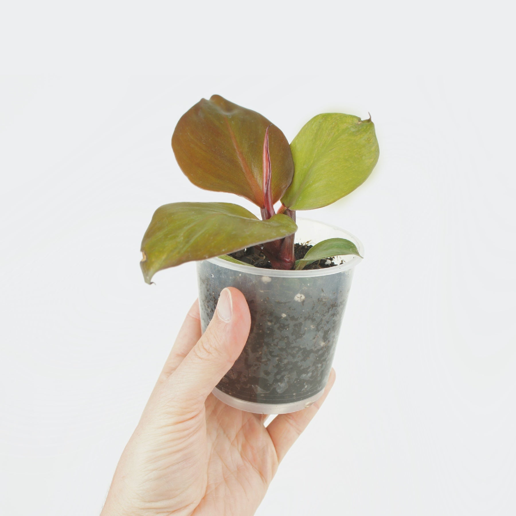red sun philodendron rare Philodendron Red Sun