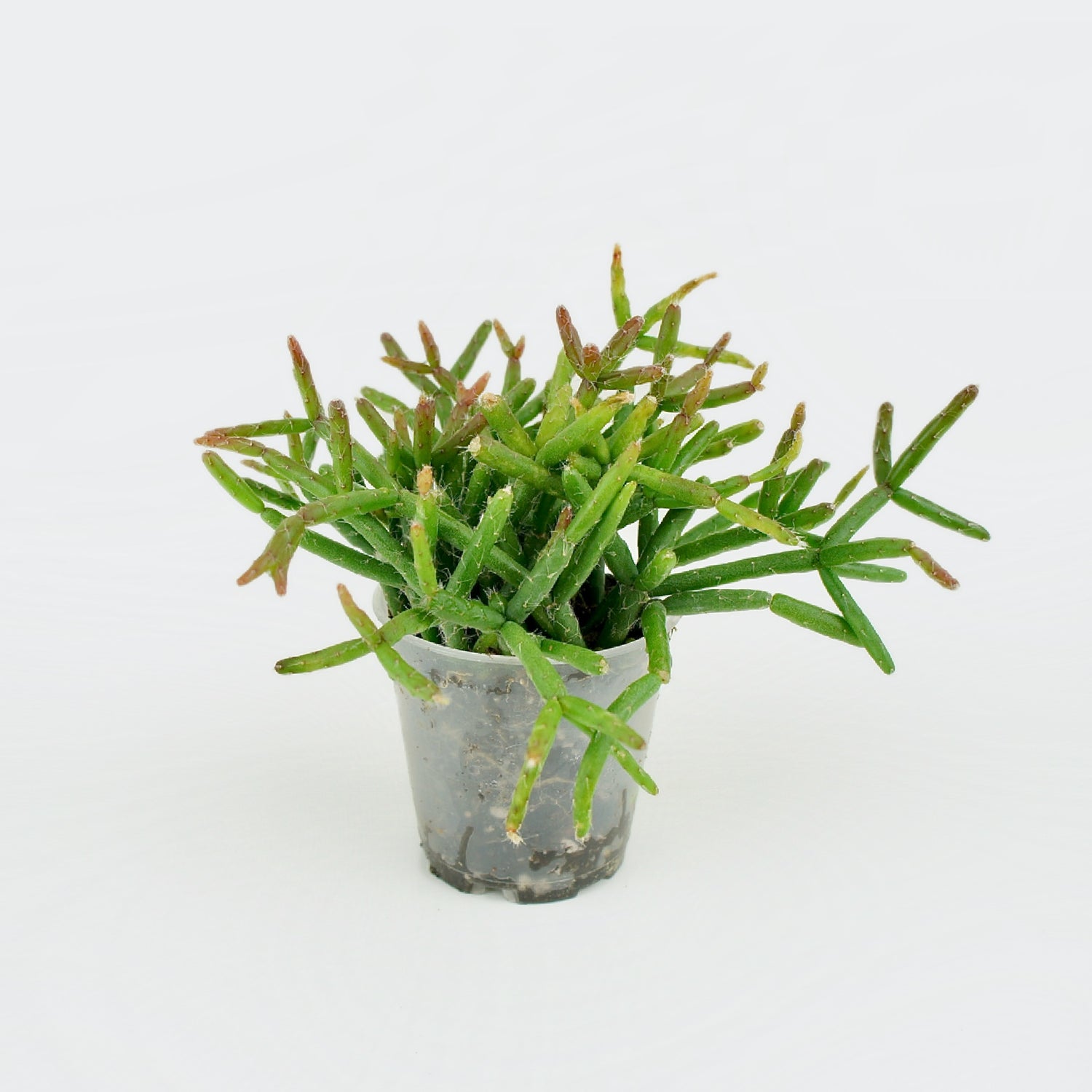 Rhipsalis