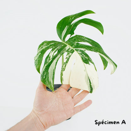 Monstera Deliciosa Variegata - Bouture XL