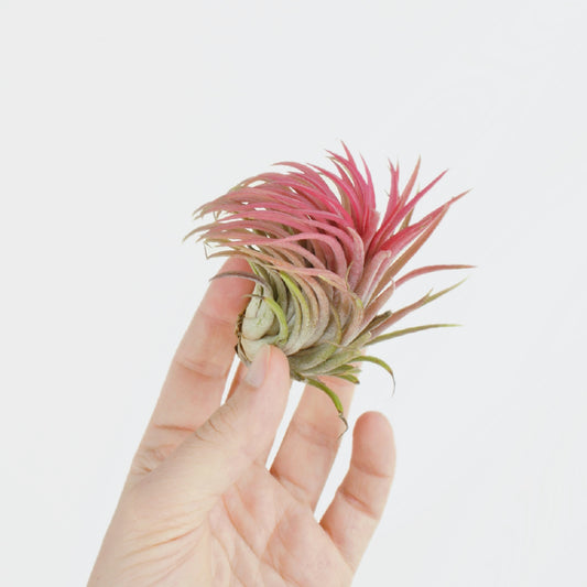 Tillandsia Ionantha Rouge