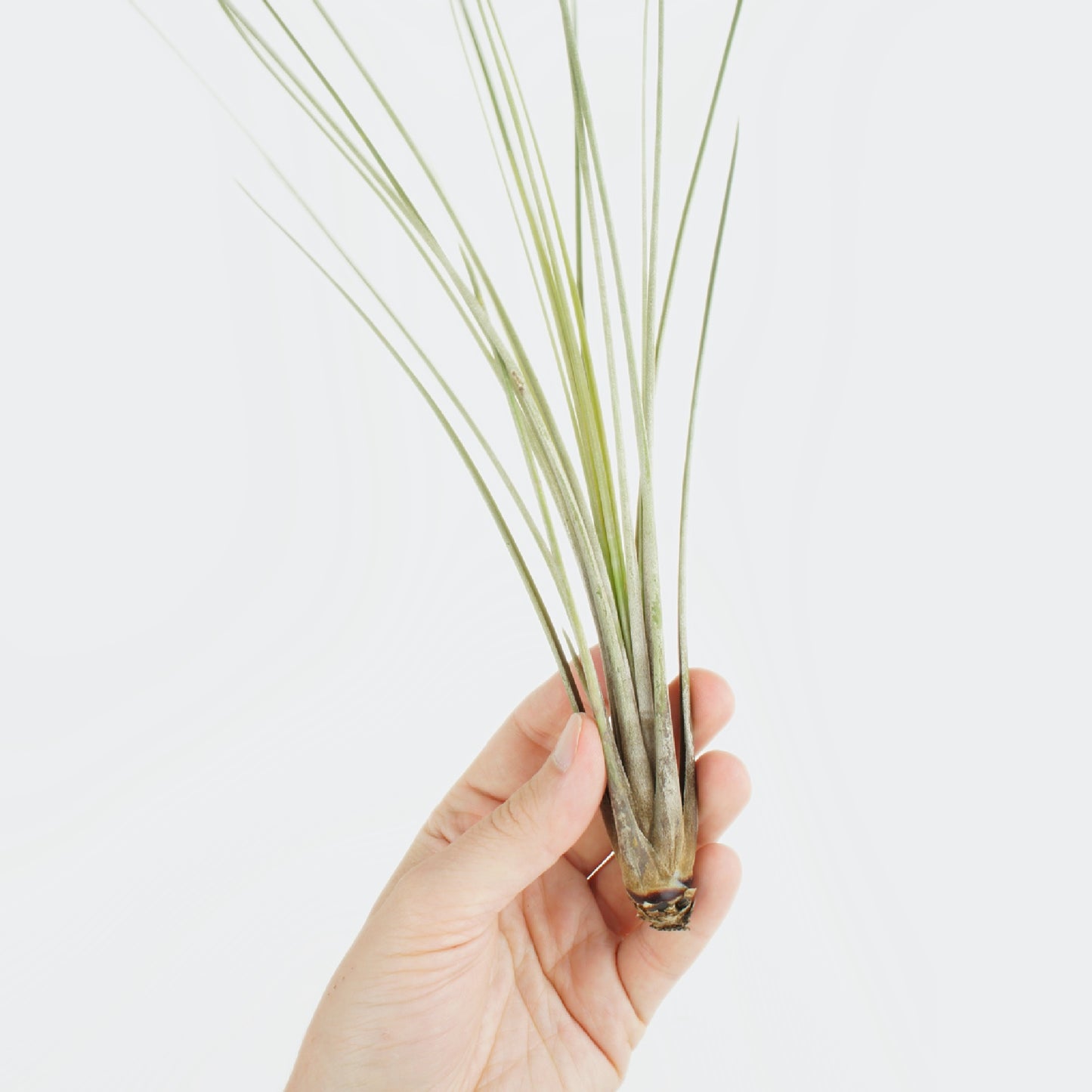 Tillandsia Juncea