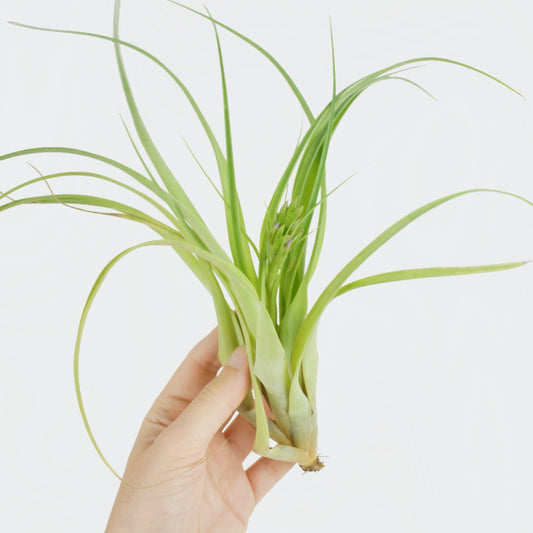 Tillandsia Multiflora (L)