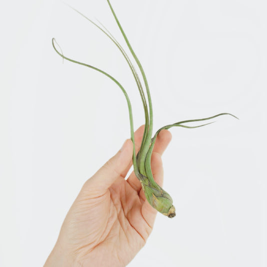 Tillandsia Baileyi