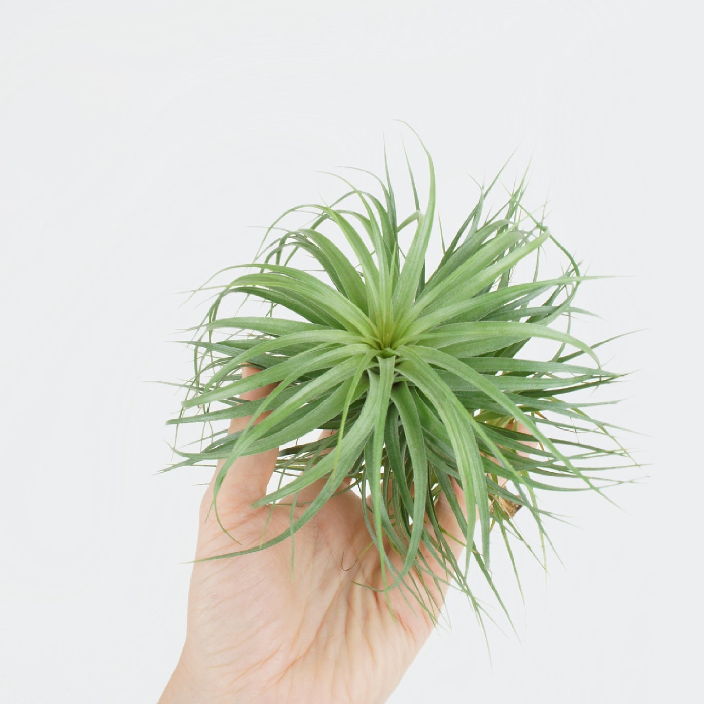 Tillandsia Ionantha Green (XL)