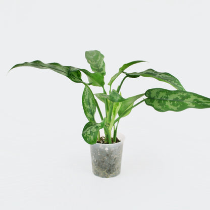 Aglaonema Maria