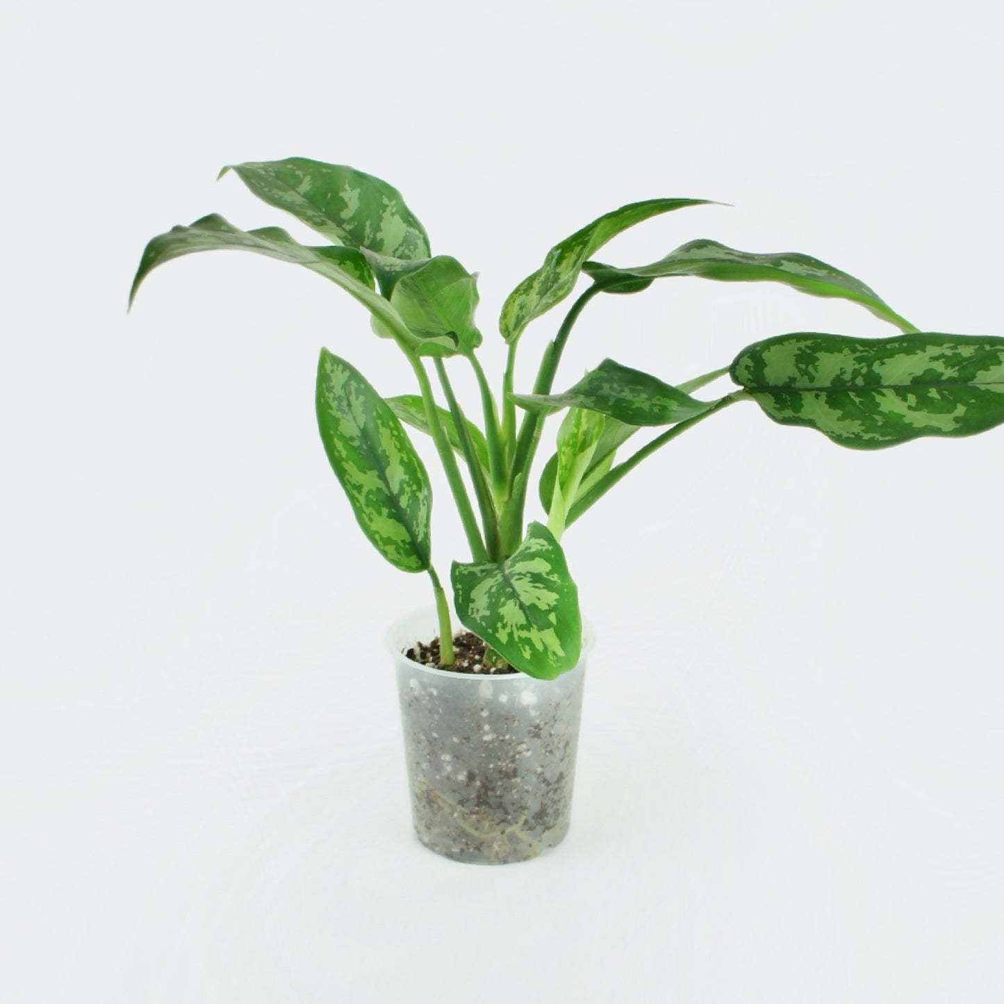 Aglaonema Maria