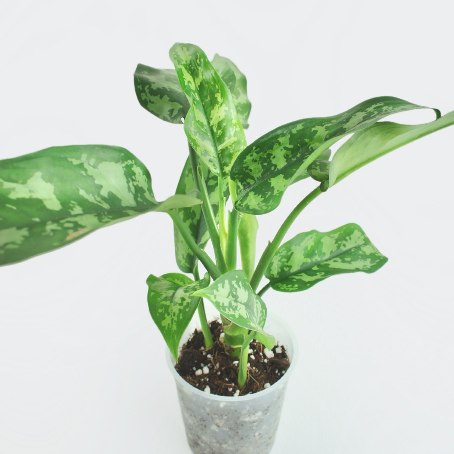 Aglaonema Maria