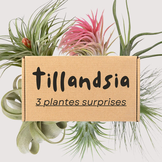 Trio Tillandsias