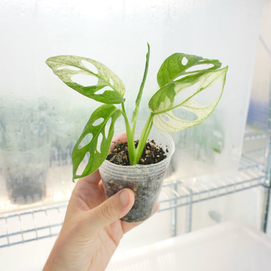 Monstera Adansonii Variegata (S)