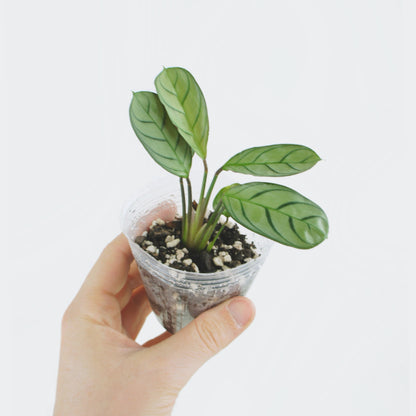 Maranta L. Amabilis Mint