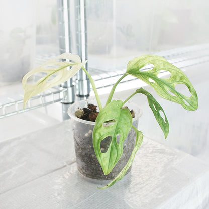 Monstera Adansonii Variegata (S)