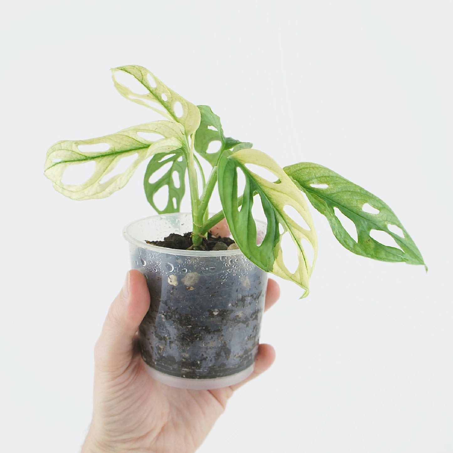 Monstera Adansonii Variegata (S)