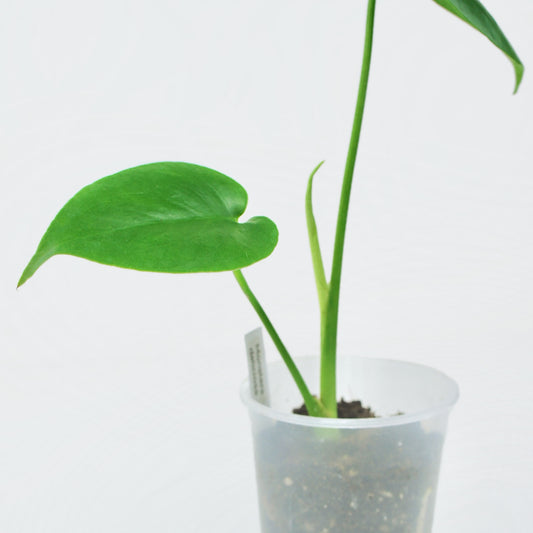 Monstera Deliciosa (S)