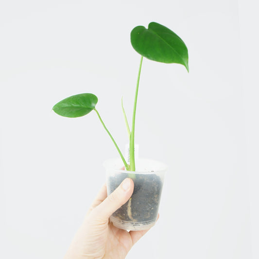Monstera Deliciosa (S)