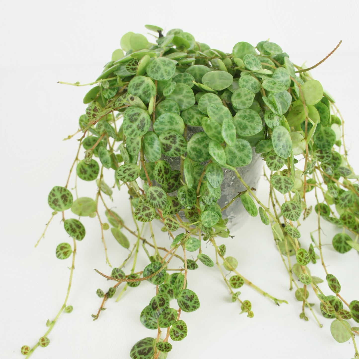 Peperomia Prostrata - Chaîne de tortues (M)