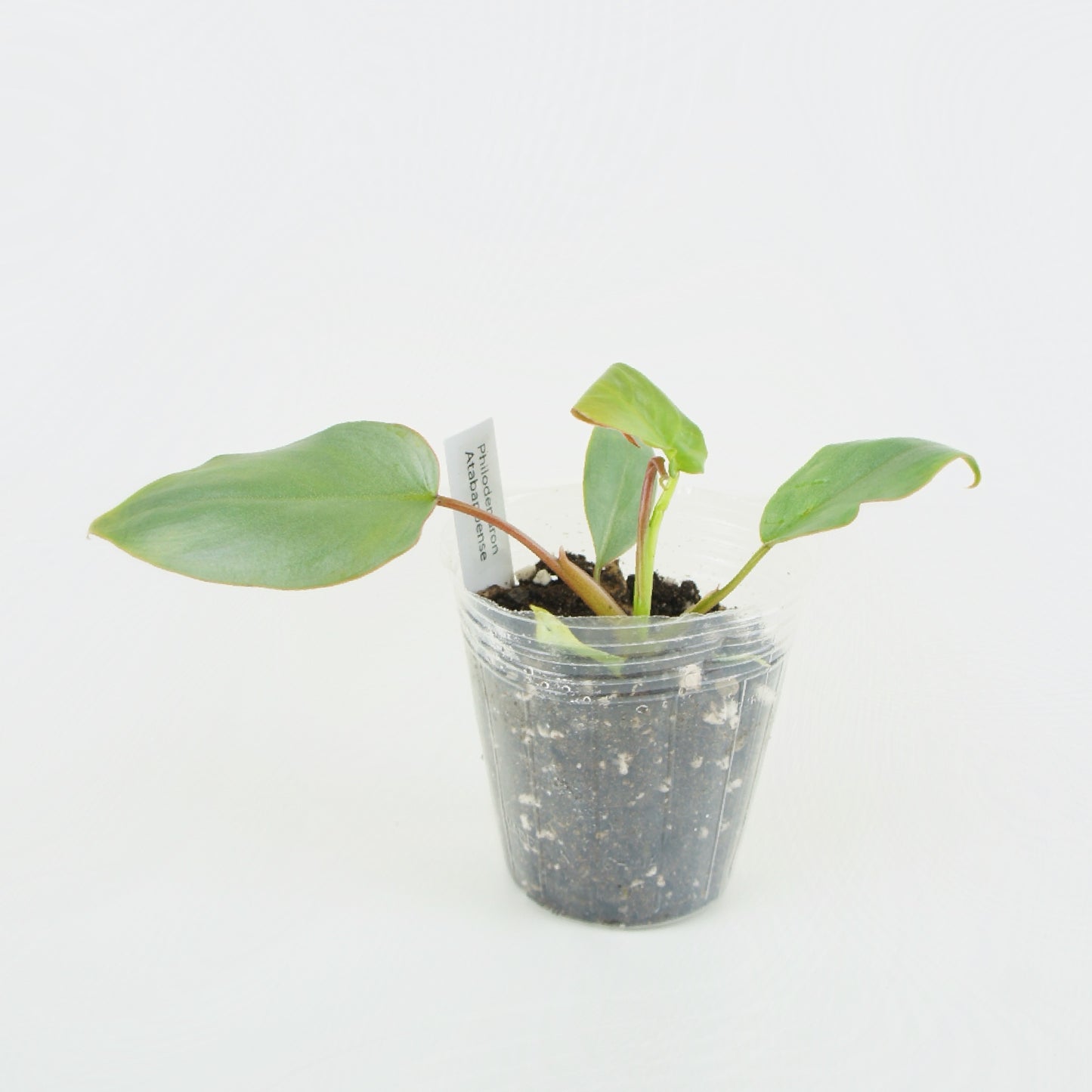 Philodendron Atabapoense (S)