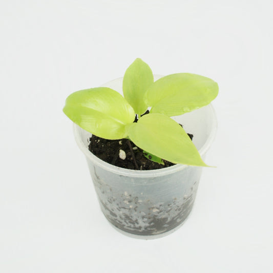 Philodendron Bipennifolium Golden Violin