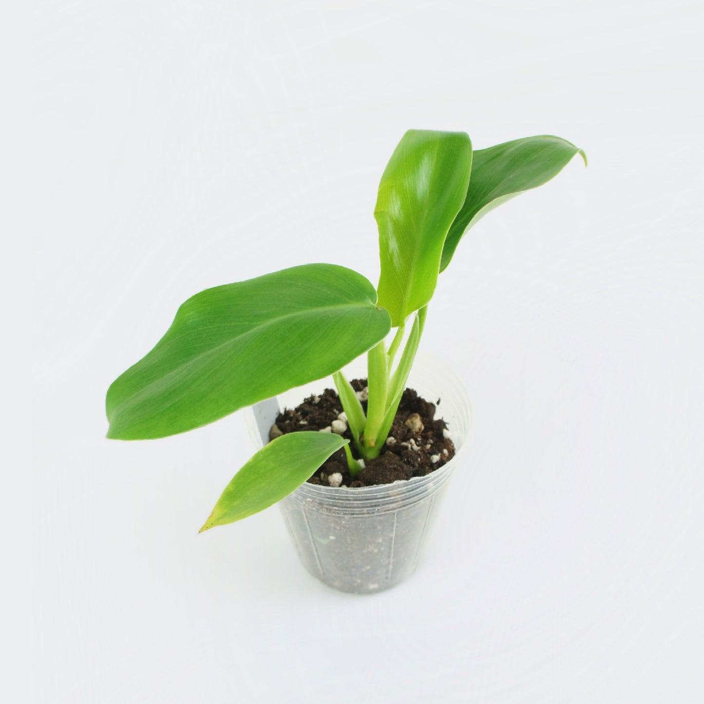 Philodendron Ecuadorian (S)