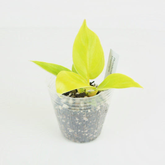 Philodendron Moonlight