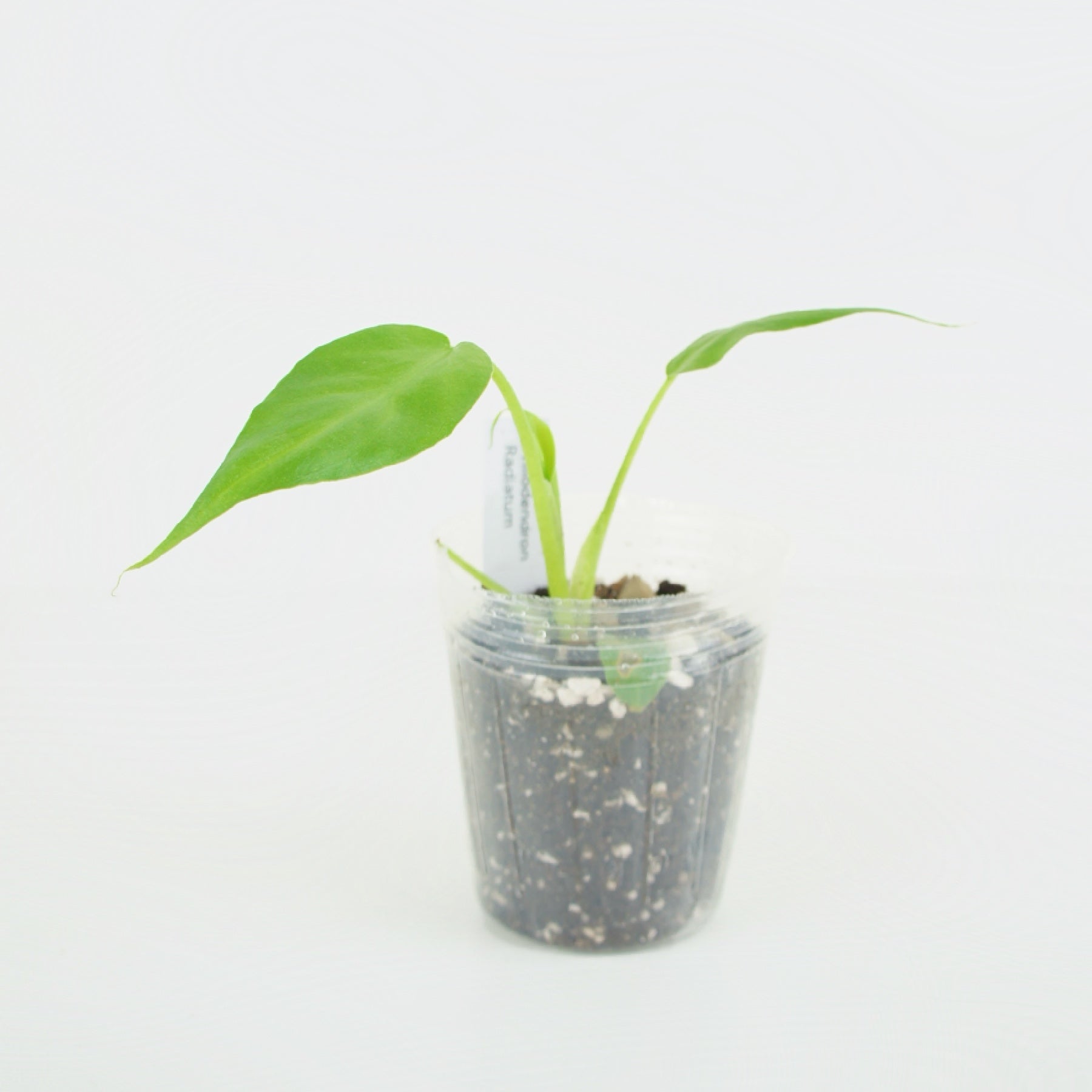 philodendron bouture Philodendron Radiatum (S)