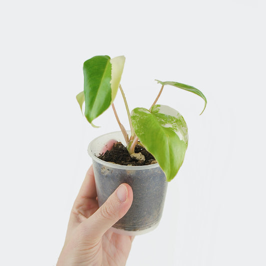 Philodendron Burle Marx Variegata