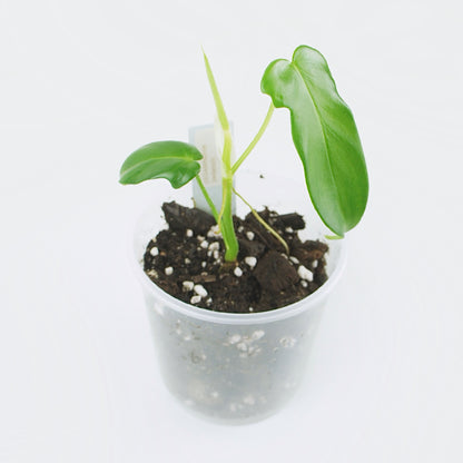 Philodendron Pedatum - Florida Green