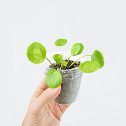 Pilea Peperomioides Mojito (S)