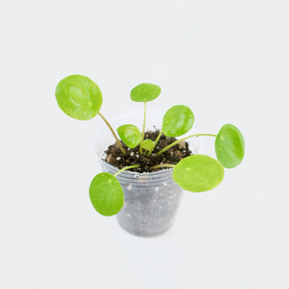 Pilea Peperomioides Mojito (S)