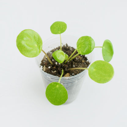 Pilea Peperomioides Mojito (S)