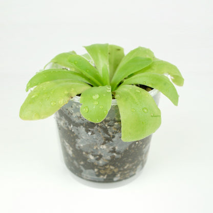 Pinguicula Tina - attrape-moucherons