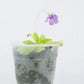 Pinguicula Tina - attrape-moucherons