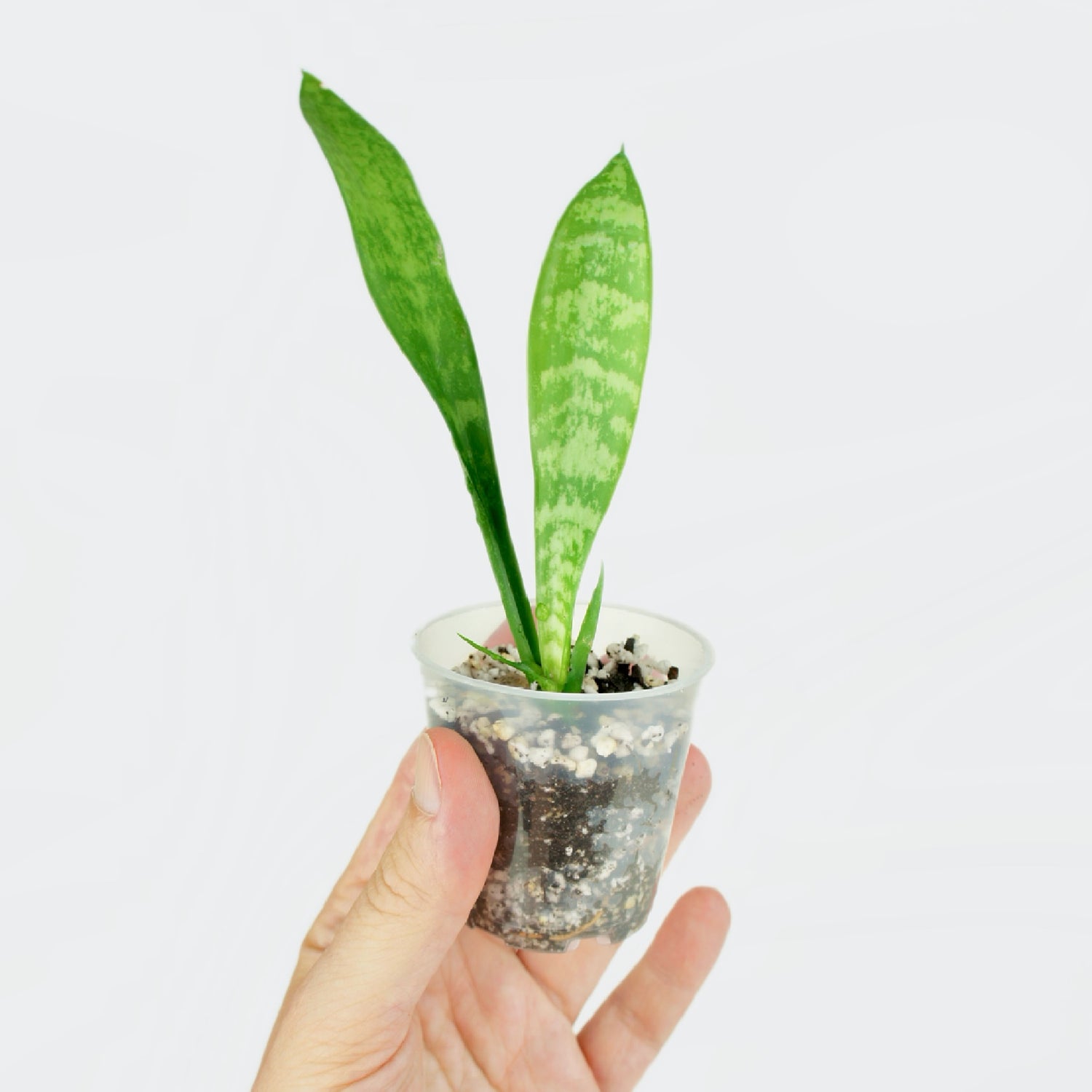 Sansevieria