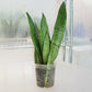 Sansevieria Trifasciata (M)