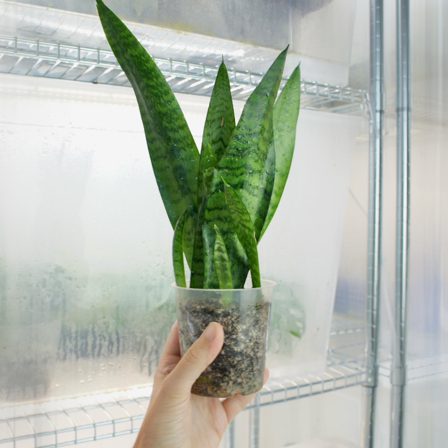 Sansevieria Trifasciata (M)