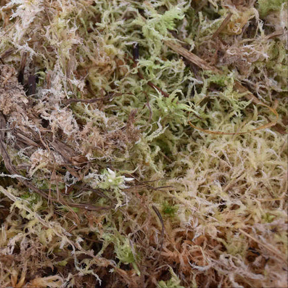sphagnum moss vivante et naturelle