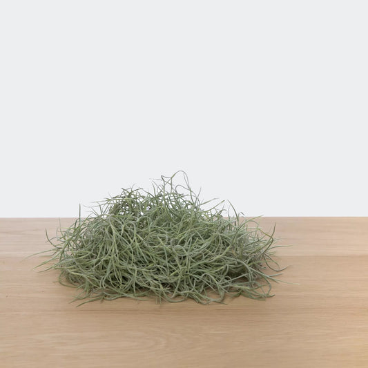 Tillandsia Usneoides (M)