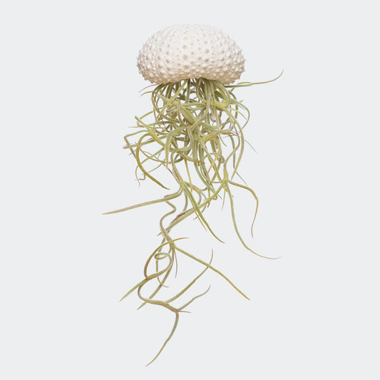 Tillandsia Usneoides avec oursin blanc
