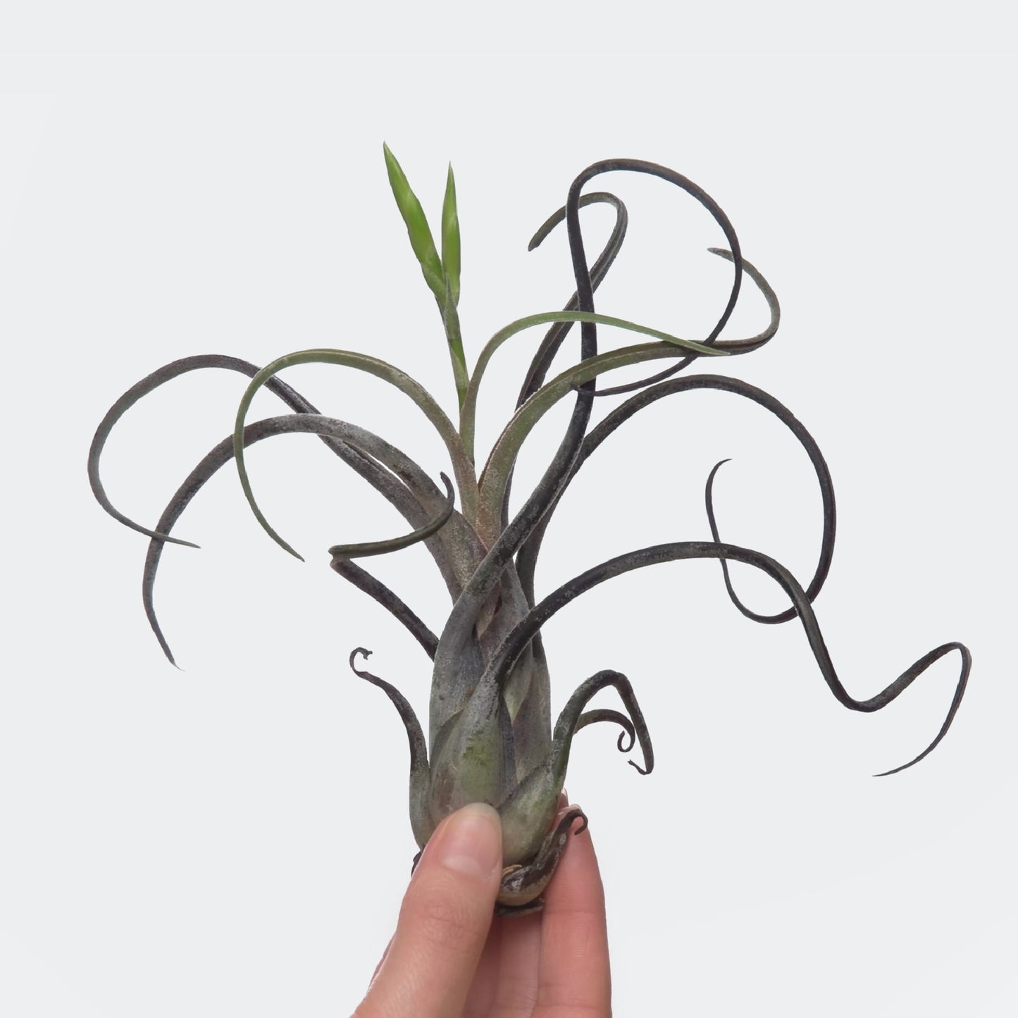 Tillandsia Caput Medusae (L)