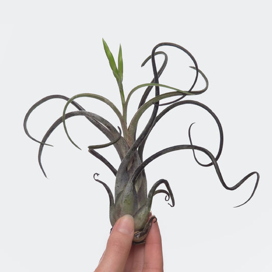 Tillandsia Caput Medusae (L)
