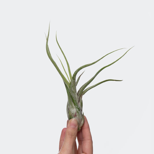 Tillandsia Caput Medusae (M)