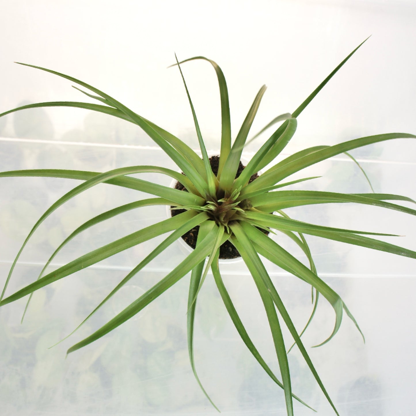 Tillandsia Cyanea Anita